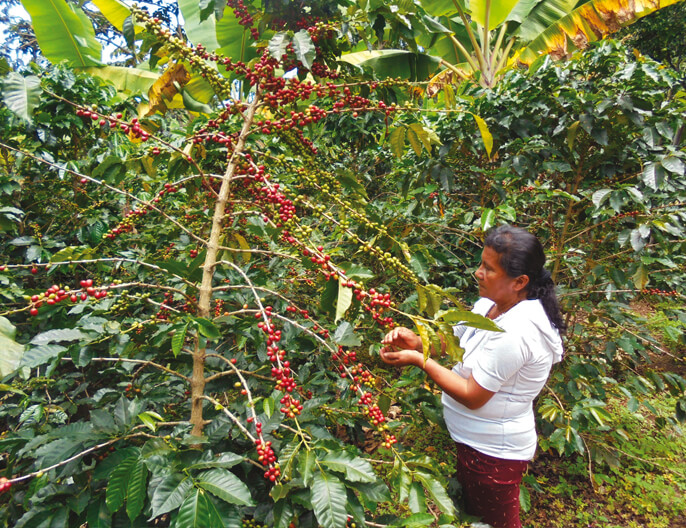 CafÃ©ier coopÃ©rative COSURCA en Colombie arabica 250g